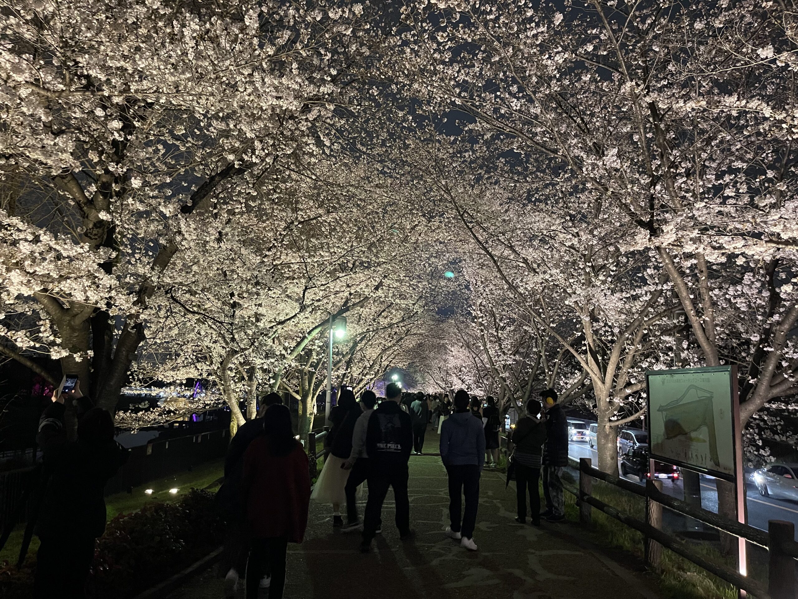 寝屋川治水公園の「桜と光の舞い」の桜