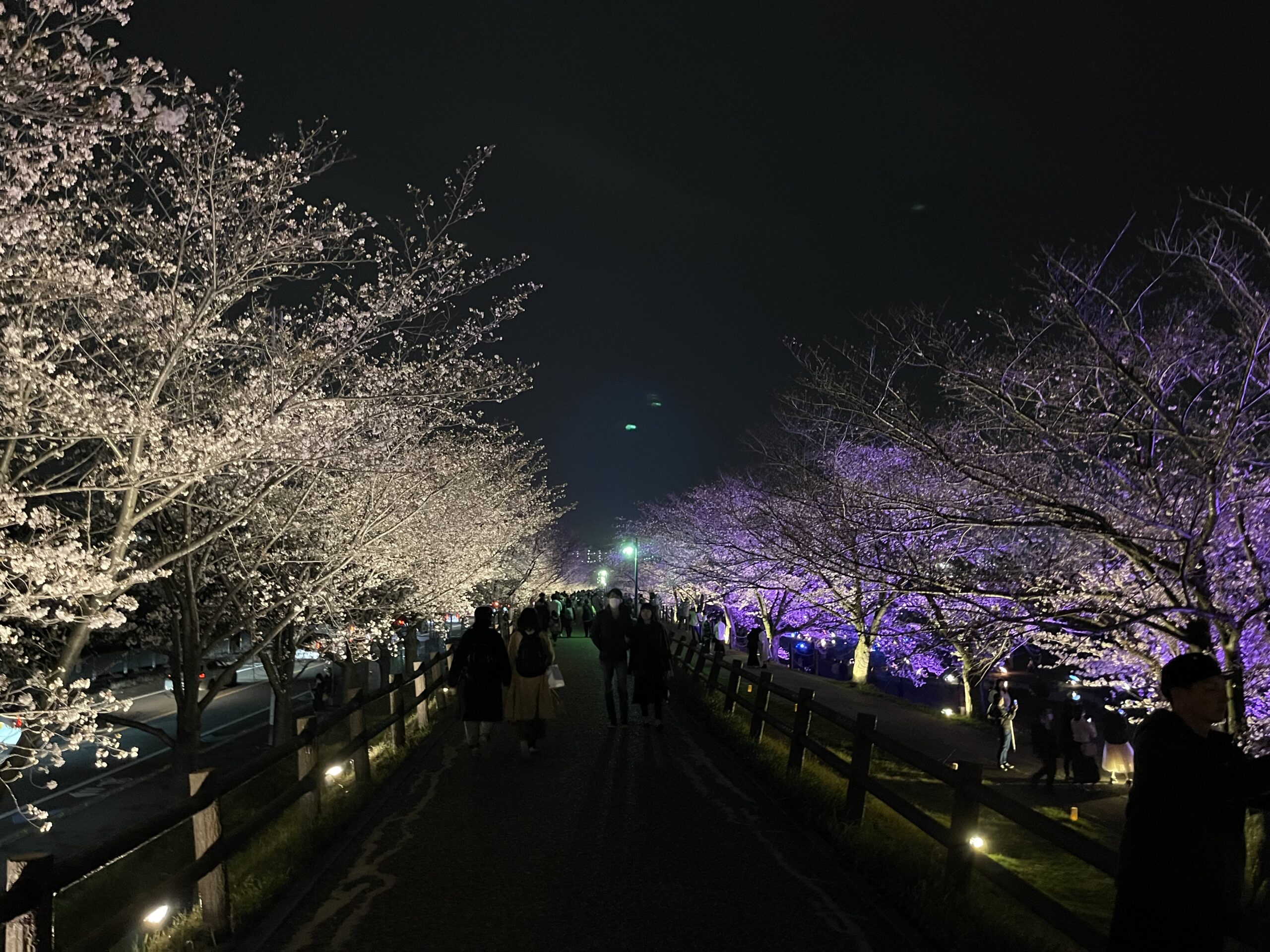 寝屋川治水公園の「桜と光の舞い」の桜